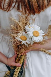 white and yellow daisy flower